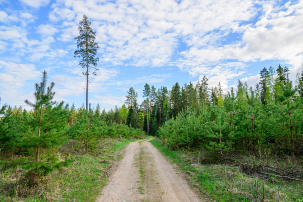 Valga Puu buys the forests of forestry giant Skogssällskapet AB