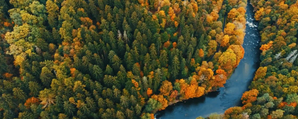 Forest-wallpaper-scaled Forest-wallpaper-scaled