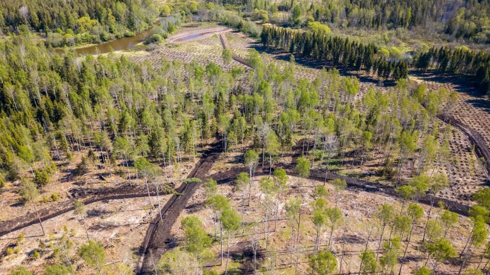 Istutuspäeval istutatud noored puud Hummuli mõisapargi ääres